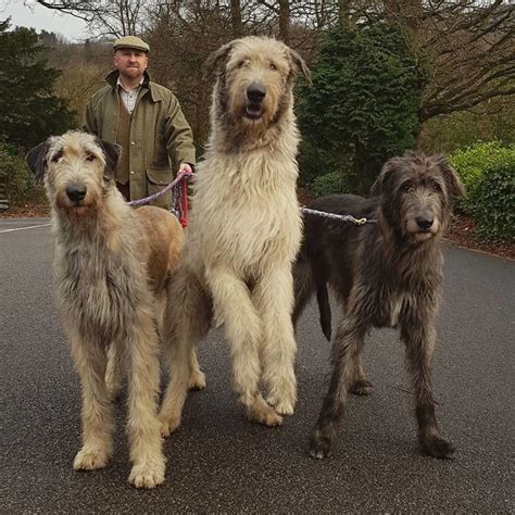 People Are Posting Hilarious Photos Of Their Irish Wolfhounds