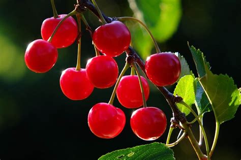 How To Grow Dwarf Cherry Trees