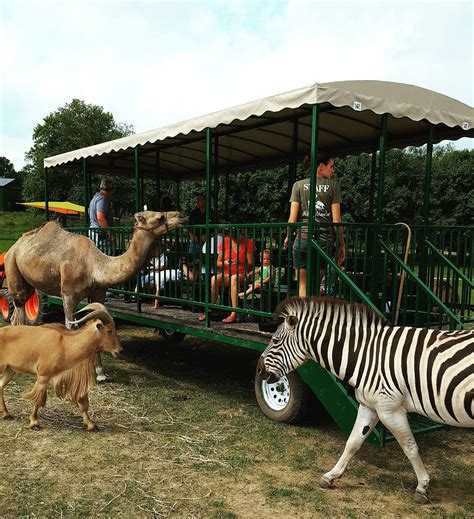 Aikman Wildlife Adventure Park In Illinois Has Exotic Animals And Camel