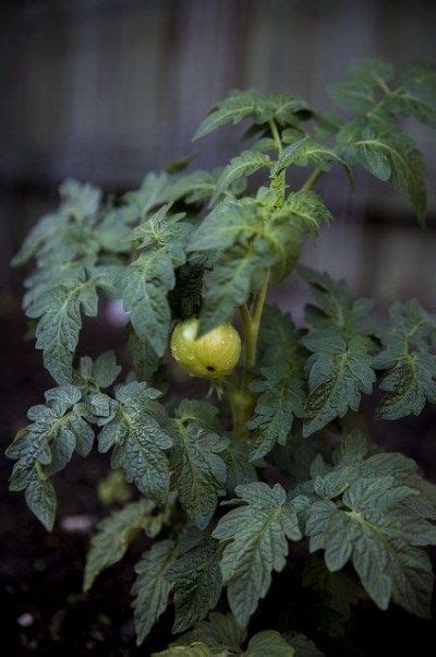 Tomato Growing Tips The Ultimate Guide To Growing Tomatoes At Home