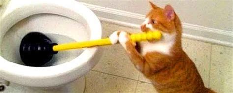 The Twitter Account Cats With Jobs Posts Hilarious Memes Of Cats Hard