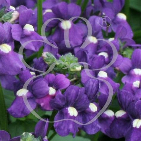They are easy to grow, thrive in shade and flower for months. Nemesia Fleurie Blue (Hardy) | Plants, Garden plants