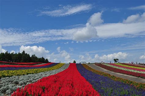 Flower Field Biei Hokkaido Most Beautiful Places In The World Download Free Wallpapers