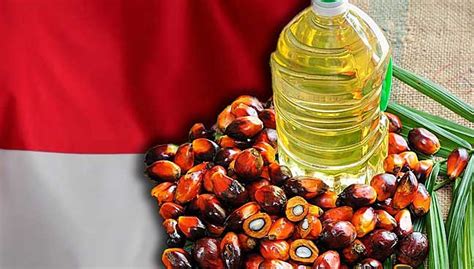 Palm & palm kernel oil utilisation. Local palm oil buyers boost imports from Indonesia | Free ...