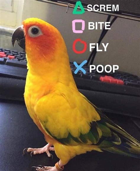 Cutesypooh Funny Parrots Funny Animal Memes Funny Birds
