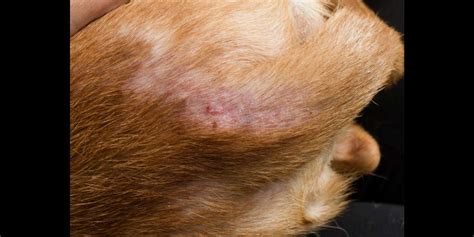Flea Bites On Dogs What Do They Look Like Pictures And Advice From A