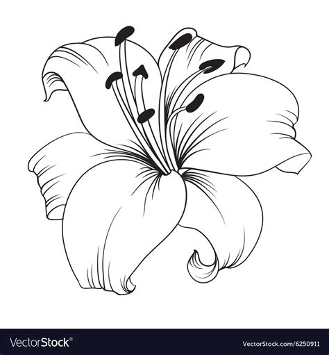 White Lily Royalty Free Vector Image Vectorstock