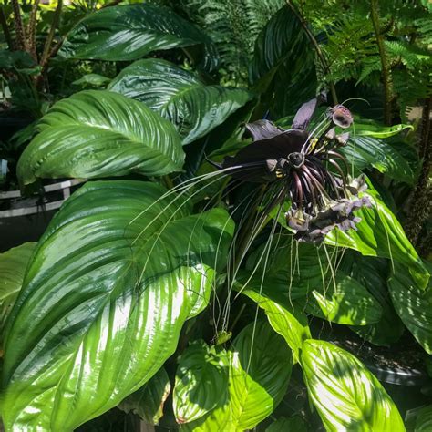 I decided i had better do some research on them, found myself at this great website. Black Bat Plant - Indoor Plant Addicts