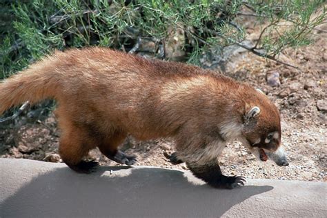 Cutie Coati A Raccoon Like Animal At The Sonora Desert Mus Flickr