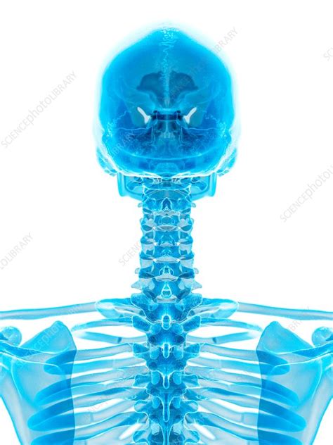 Human Cervical Spine Stock Image F0163339 Science Photo Library
