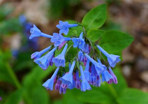 Close Up Of The Virginia Bluebells Flower At Full Bloom In The Spring