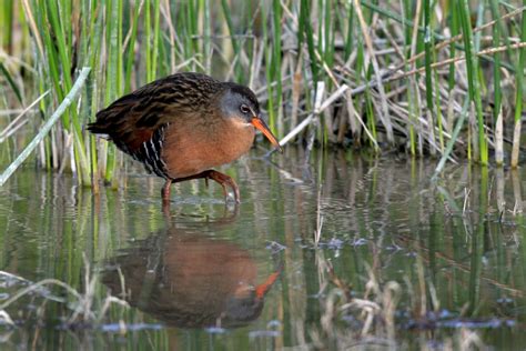Marshy Wetland Birds Nature Photography
