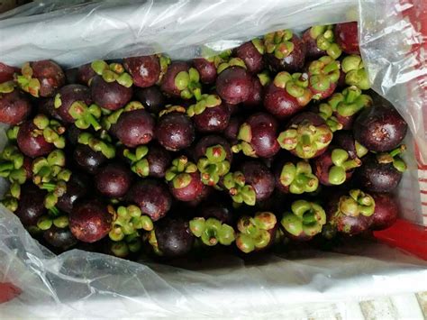 Wild fruit trees thailand thailand wild edible fruit here are just a few of the many wild edible fruits we encounter on our jungle survival tours in khao sok national park and phang nga province. Thailand Enjoys the Lion's Share of China's Mangosteen ...