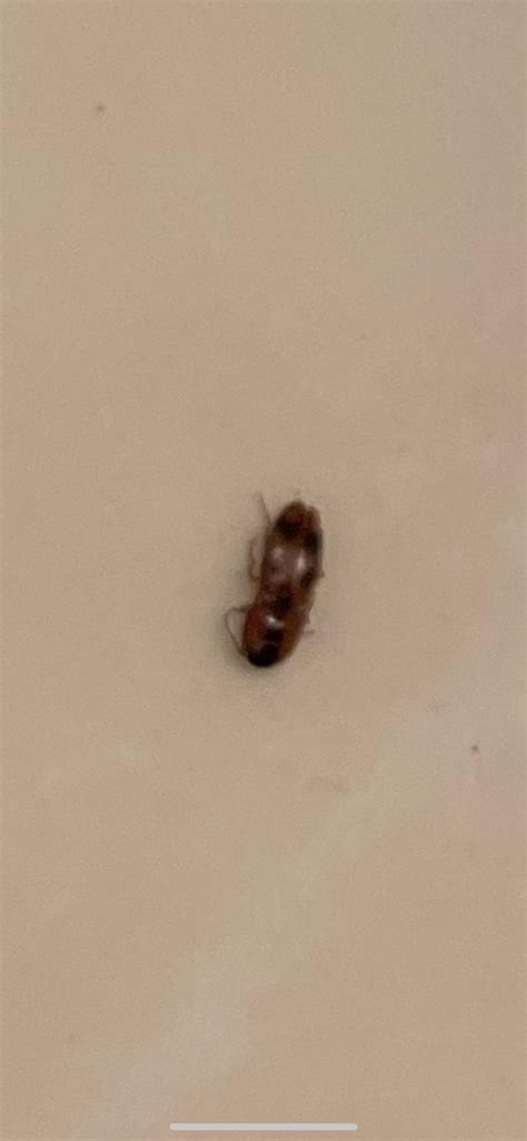 Found This Beetle In My Bathroom Any Ideas Whatsthisbug