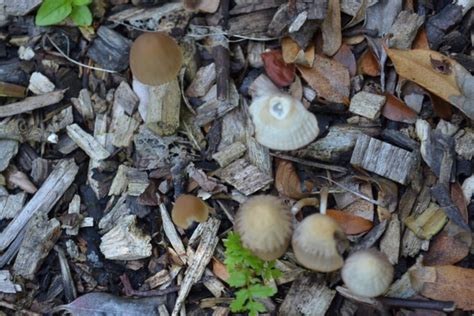 Chanterelles And Various Mushrooms In Ne Scotland Park