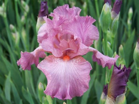 World Of Irises Tall Bearded Iris My Favorite Pinks Part Two