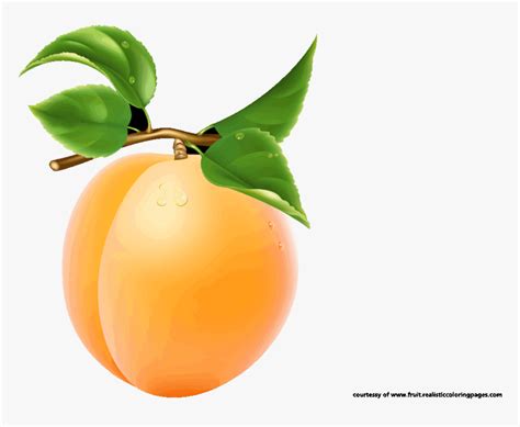 Single Apricot Transparent Image Single Fruits Images With Names Hd