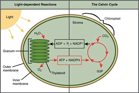 Photosynthesis makes the glucose that cellular respiration uses to make atp. In green leaves, the light and dark reactions occu toppr.com