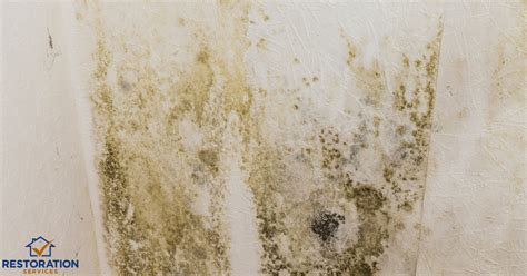 Mildew Vs Mold Everything You Need To Know About Mold