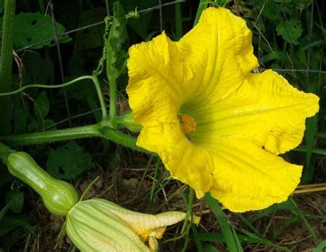 Maybe you would like to learn more about one of these? Female squash flowers | Squash flowers, Love garden ...