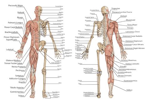 527 free anatomy 3d models for download, files in 3ds, max, maya, blend, c4d, obj, fbx, with lowpoly, rigged, animated, 3d printable, vr, game. How yoga work on our body? (Part-1) - Yoga Explained