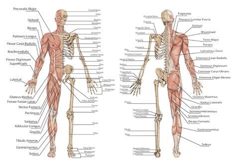 This is one of my favorite pictures: How yoga work on our body? (Part-1) - Yoga Explained