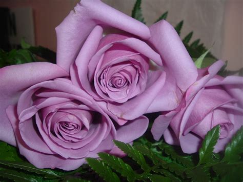 Rosas Violetas Imágenes Y Fotos