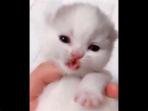 How to relieve bloated puppy; Newborn Kitten Crying - YouTube