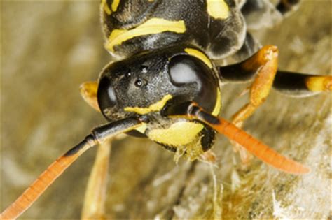 Die insekten gelten schließlich als aggressiv und stechlustig. Wespen vertreiben - ganz ohne Chemie - Planungswelten