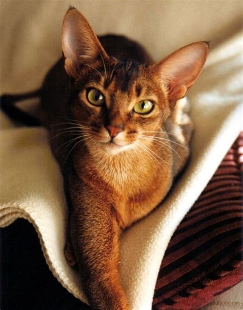 Top 10 Most Affectionate Cat Breeds Annie Many