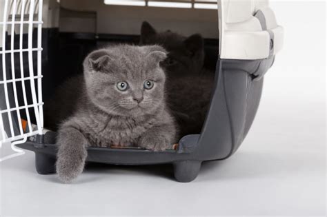 Check spelling or type a new query. Tipps für Reisen mit der Katze im Flugzeug | zooplus ...