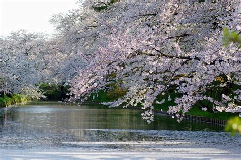Wallpaper Plant Flower Cherry Blossom Water Tree Spring