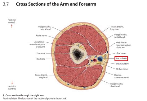 (micrograph provided by the regents of university of michigan. human anatomy - Cross section through the right arm ...