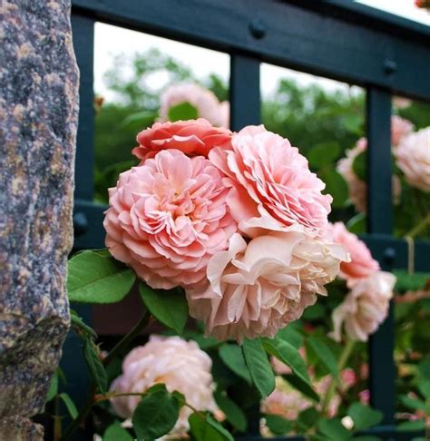 5 Favorites A Rose For All Regions Texas Edition Gardenista Rose