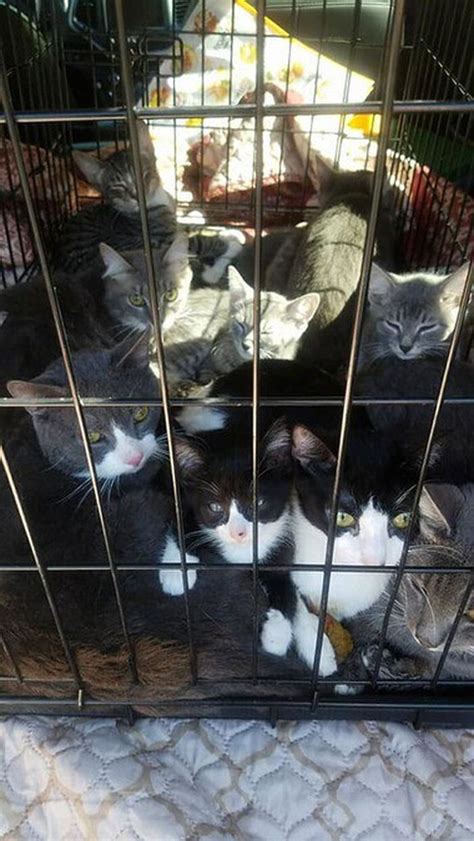 Kittens Cats Found Abandoned In Cage In Solvay Rescue Group Fosters