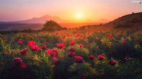 Trees Mountains Peonies Field Great Sunsets Flowers Meadow