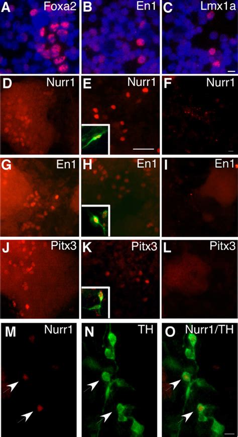 Expression Of Midbrain Markers By Sox1 Gfp Neural Progenitors And
