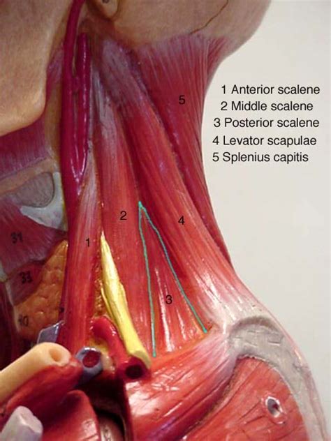 Male Muscle Model