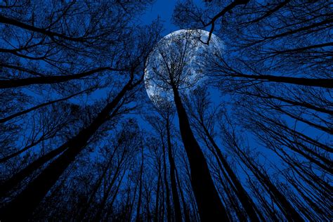 Night Moon View From Forest Wallpapers Share