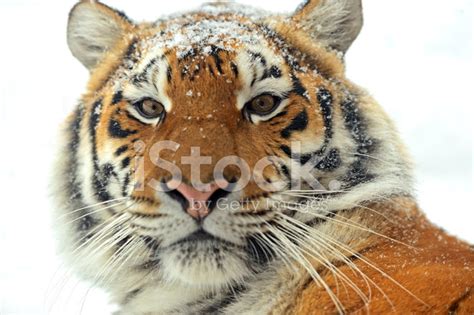 Foto De Stock Tigre Siberiano Libre De Derechos FreeImages