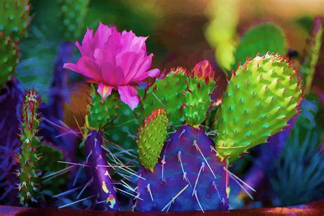 Cactus watercolor green cacti arrangement mexican pink flowers bouquet. Cactus Flowers in Pink Photograph by Brian Davis