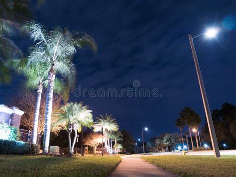Night View Of Palm Trees Stock Image Image Of Leaf 140618529