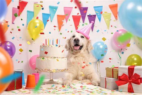 If it's hot out, you could fill a kiddie pool, so the dogs can take a dip, or set up a. Happy Birthday, Dear Dog! How to Throw an Epic Dog ...