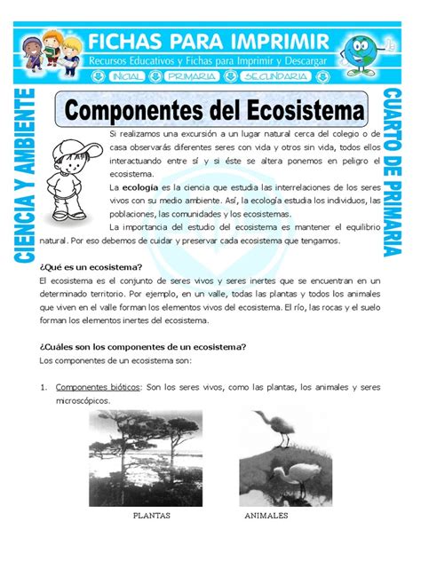 29 Ficha Componentes Del Ecosistema Para Cuarto De Primaria