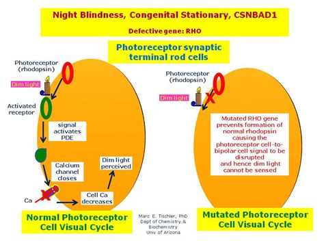 Night Blindness Congenital Stationary Csnbad1 Hereditary Ocular