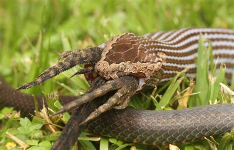 Snake Vs Dragon In Pictures Australian Geographic