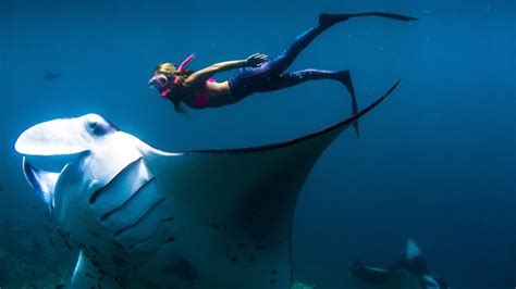 What Are Some Interesting Facts About The Giant Oceanic Manta Ray Quora