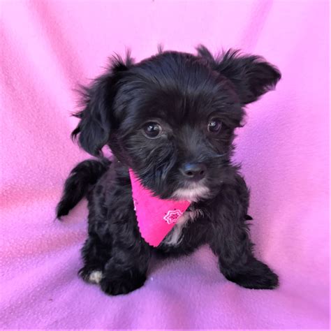 Check spelling or type a new query. Funny Maltipoo Puppies For Sale In California - l2sanpiero