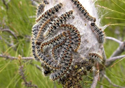 Life In Culebrón Pine Processionary Caterpillars