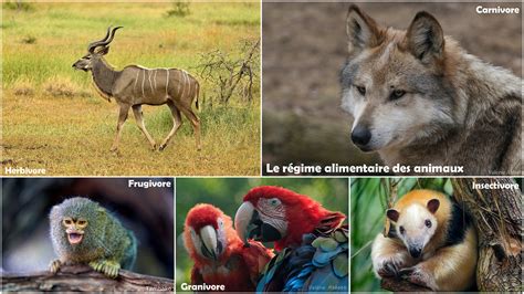 LES REGIMES ALIMENTAIRES DES ANIMAUX - Dictionnaire des animaux